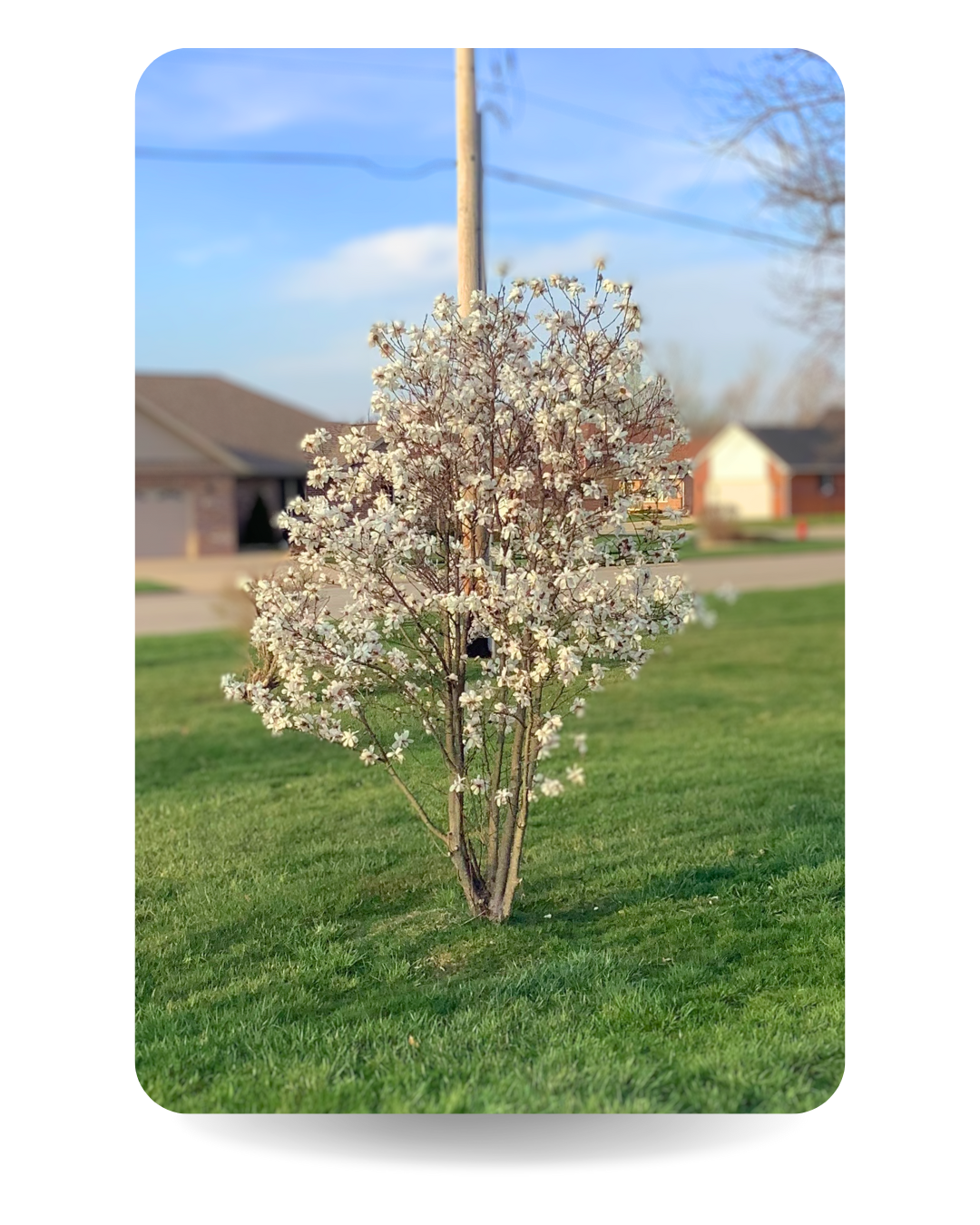 Dr. Merrill Magnolia in bloom in a customer's yard.